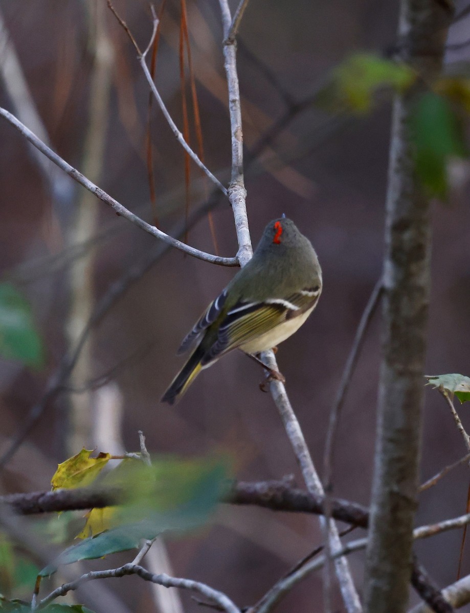 Ruby-crowned Kinglet - ML544497651