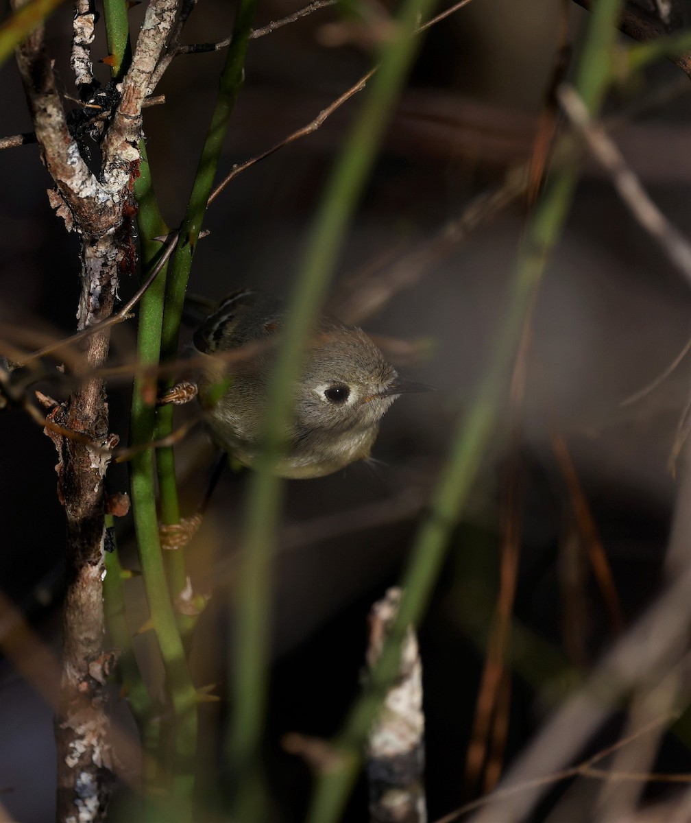 Ruby-crowned Kinglet - ML544497681