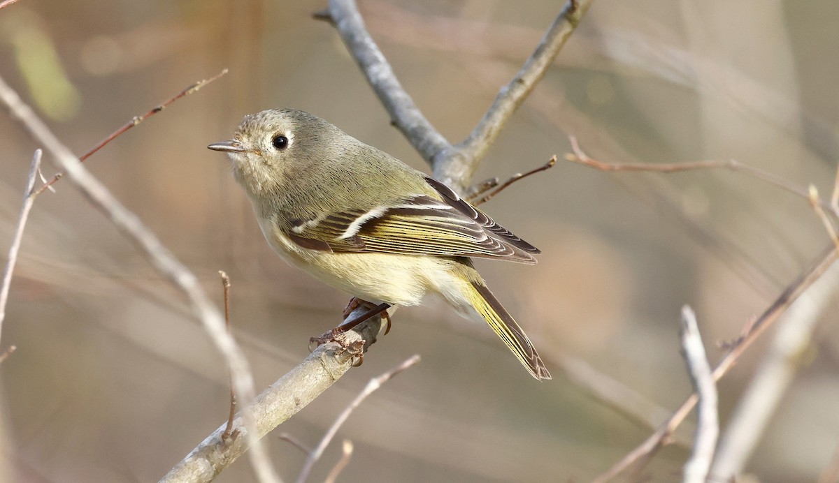 Ruby-crowned Kinglet - ML544497751