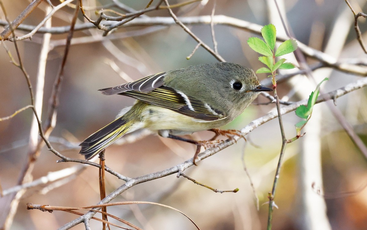 Ruby-crowned Kinglet - ML544497781
