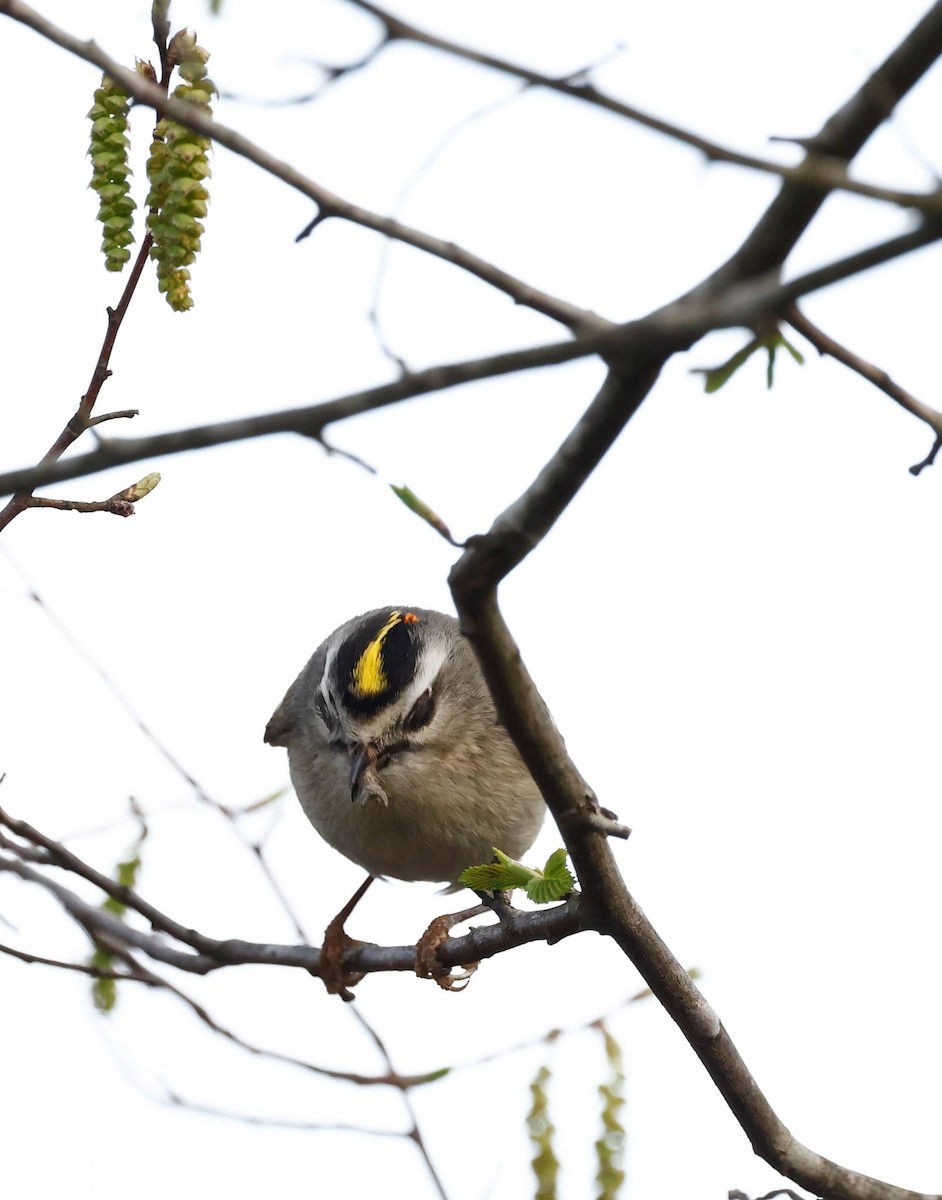 Golden-crowned Kinglet - ML544497821