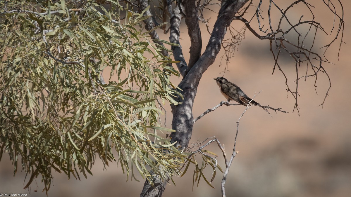 Black-eared Cuckoo - ML544498061