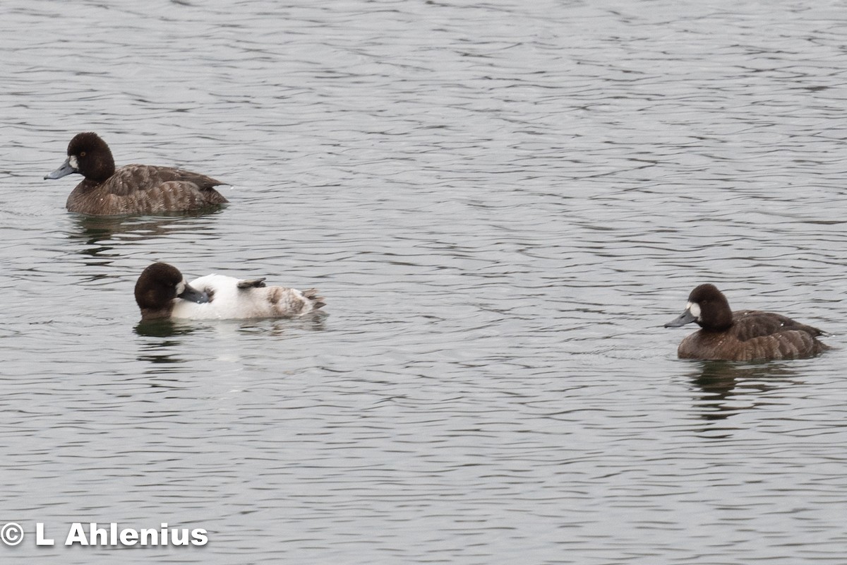 Lesser Scaup - ML544498411