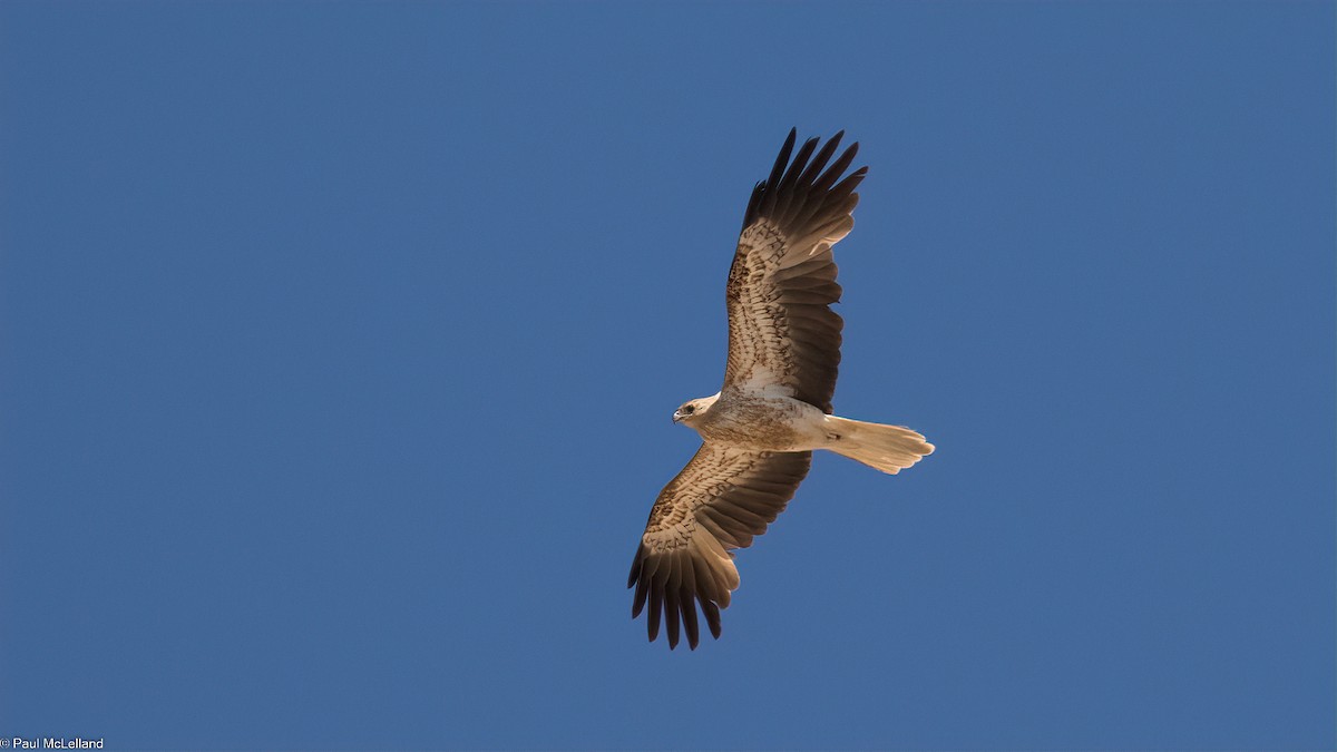 Whistling Kite - ML544498471