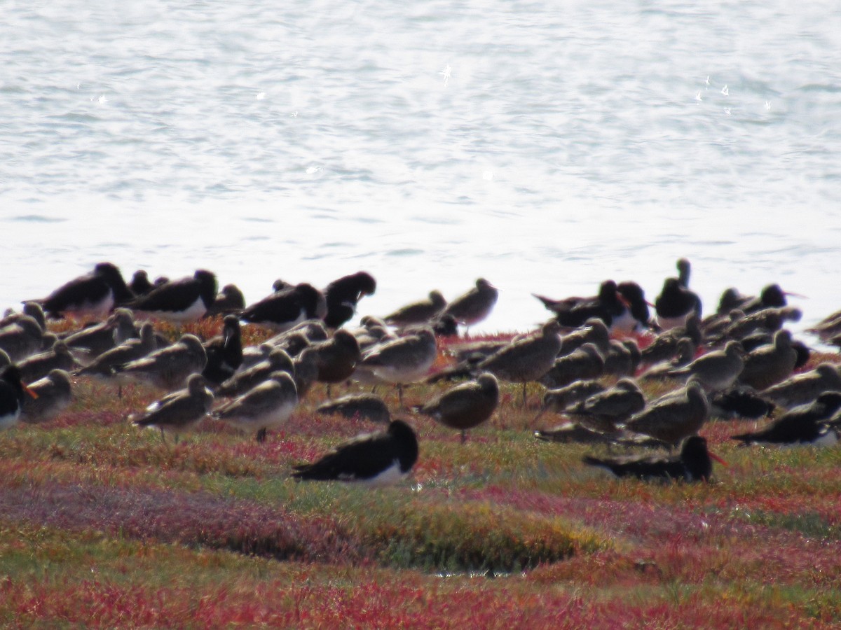 Hudsonian Godwit - Julieta Llanos