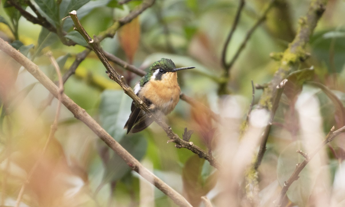 White-throated Mountain-gem - Heather Wolf