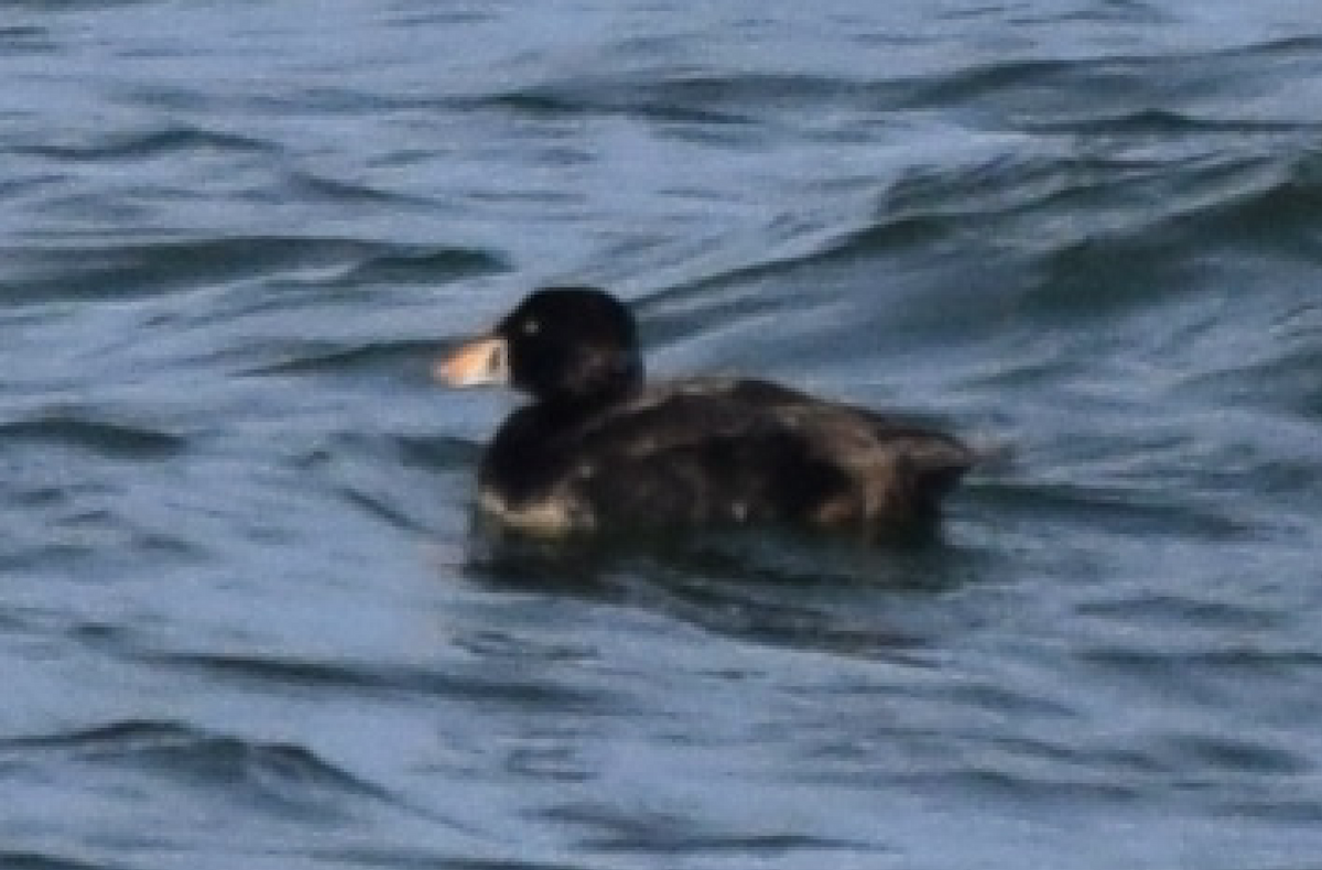 Surf Scoter - ML544502221