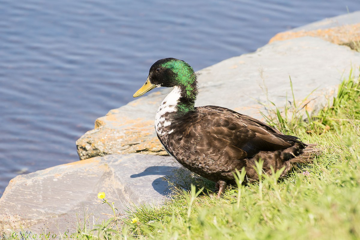 Canard colvert (forme domestique) - ML54450271