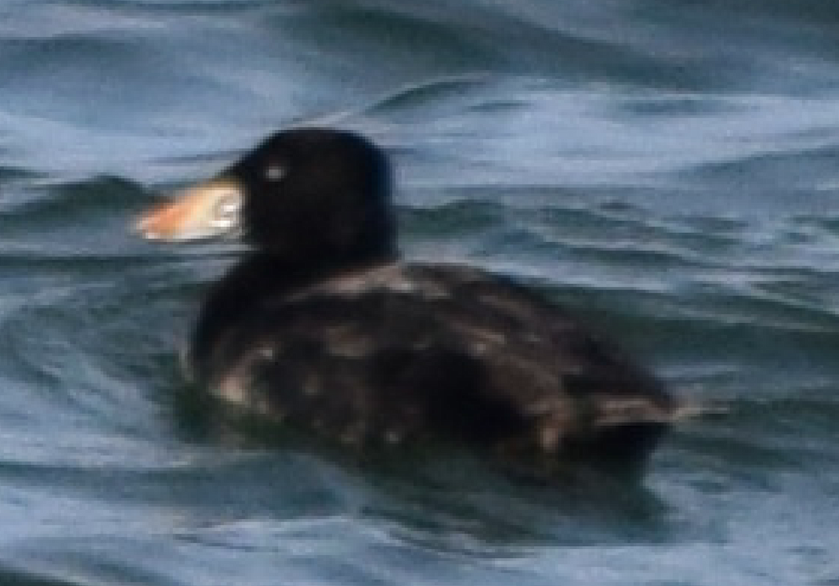 Surf Scoter - ML544502901