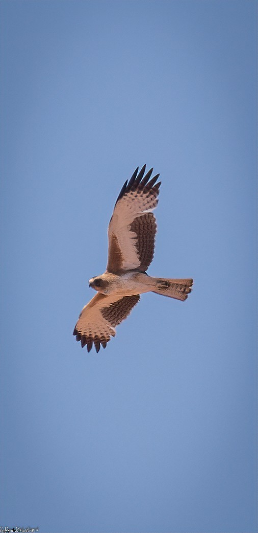 Little Eagle - ML544503041