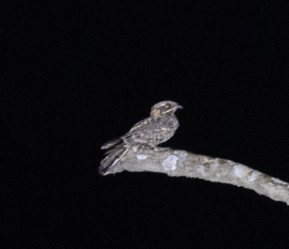 Indian Nightjar - ML544503561