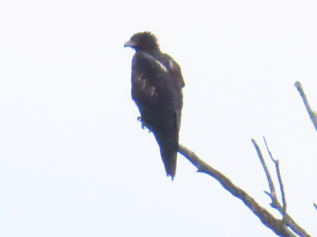 Wedge-tailed Eagle - ML544503601
