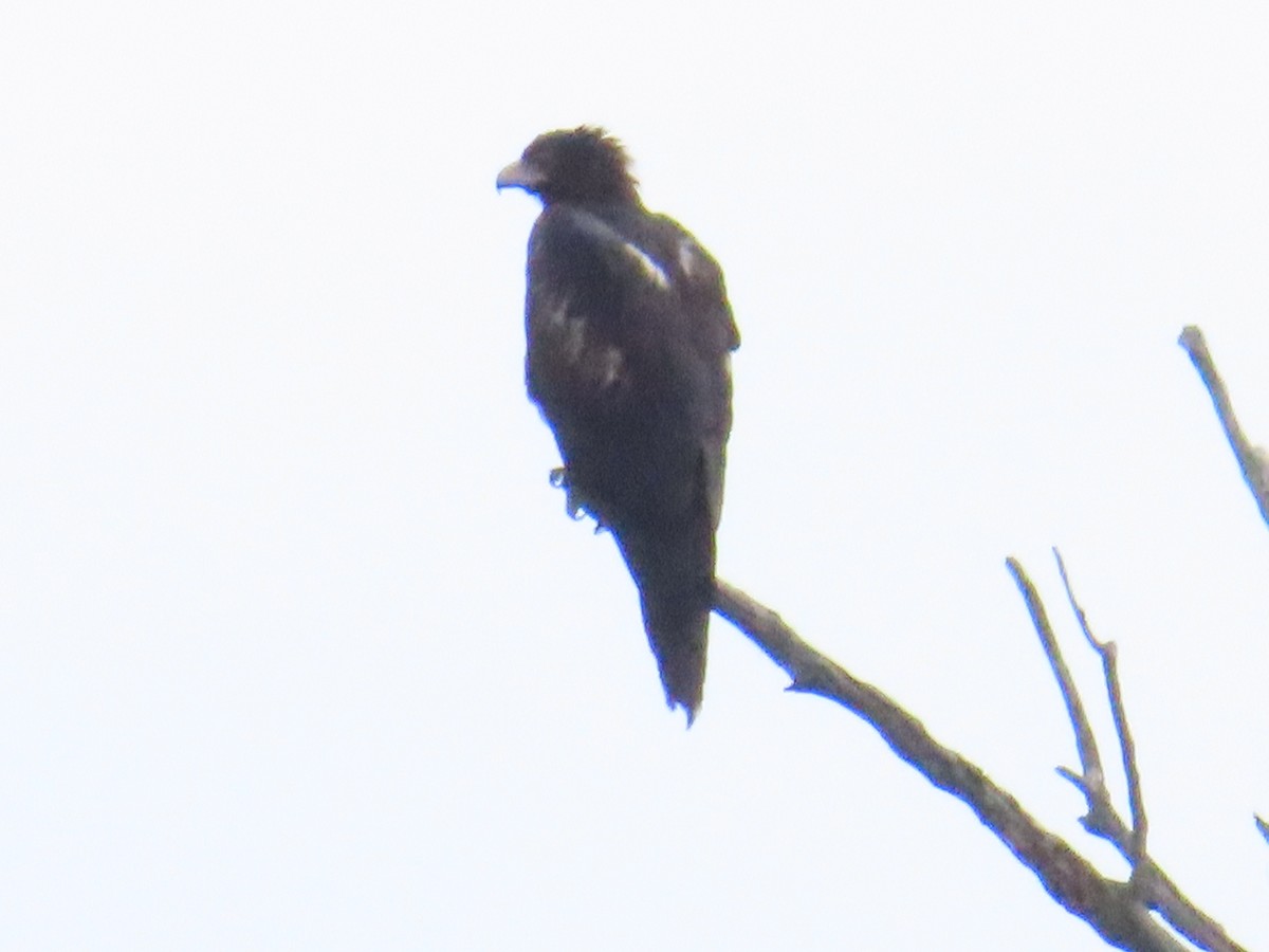 Águila Audaz - ML544503601