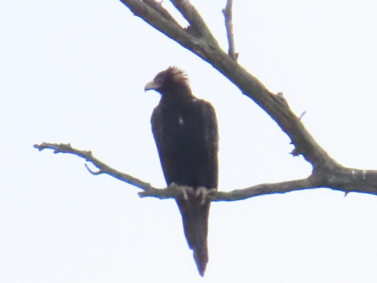 Wedge-tailed Eagle - ML544503671