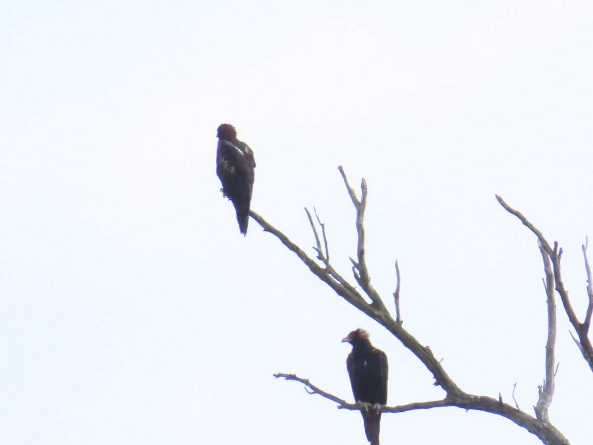 Wedge-tailed Eagle - ML544503701