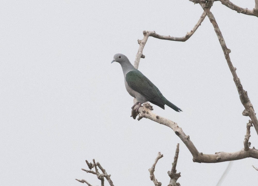 Green Imperial-Pigeon - Lindy Fung