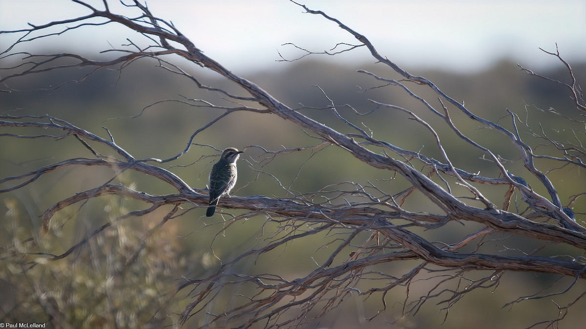 Horsfield's Bronze-Cuckoo - ML544504351