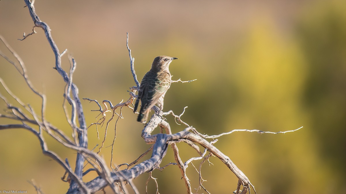 Horsfield's Bronze-Cuckoo - ML544504371