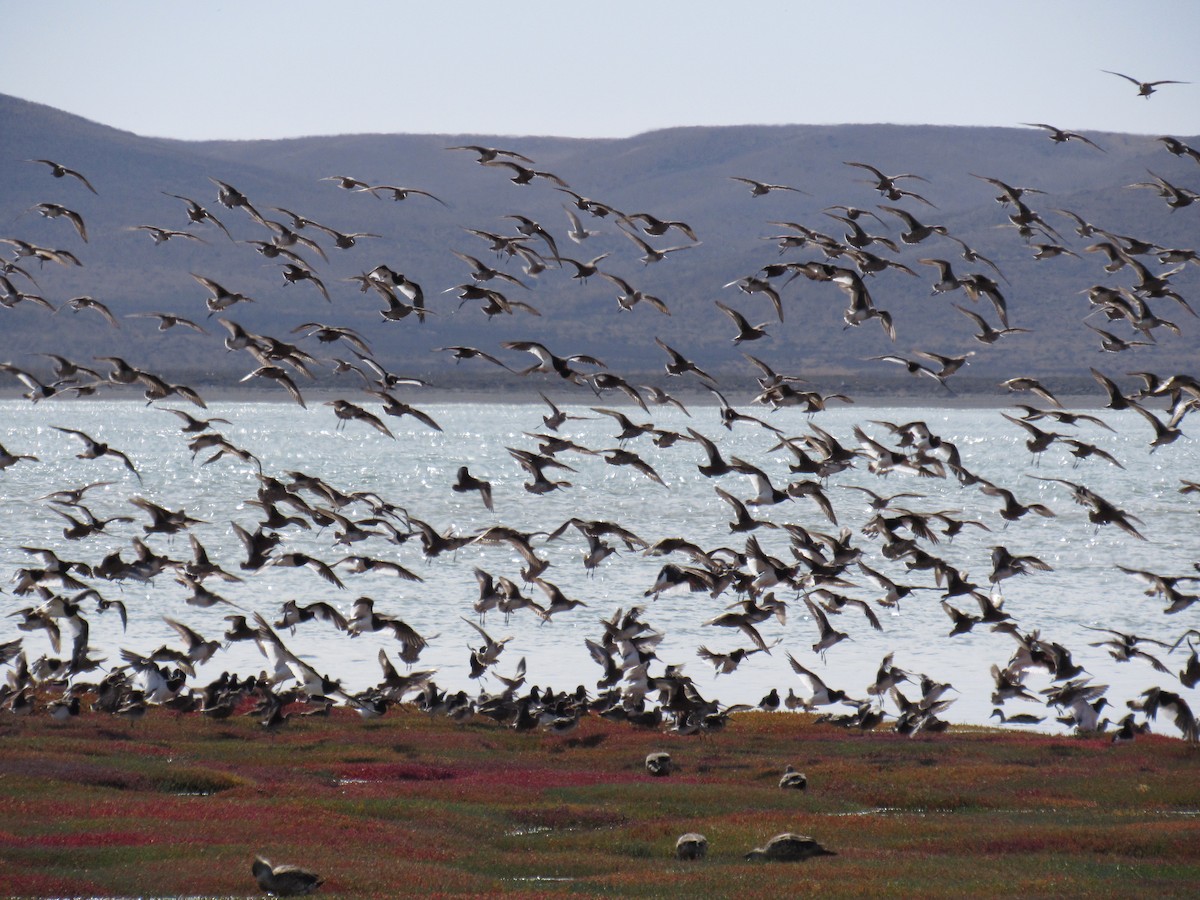 Hudsonian Godwit - Julieta Llanos