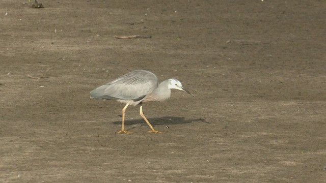 White-faced Heron - ML544504561