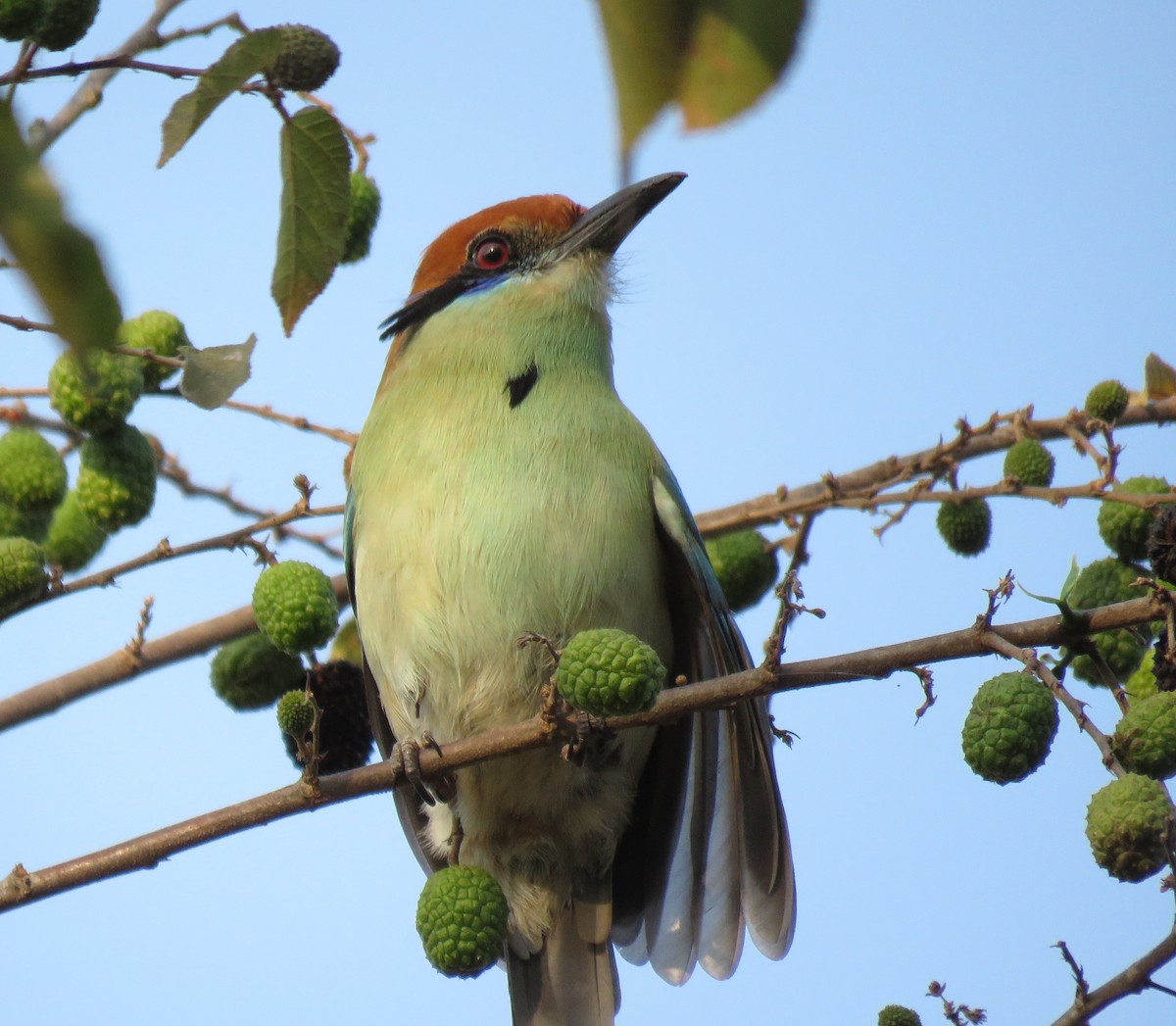 Russet-crowned Motmot - ML544505571