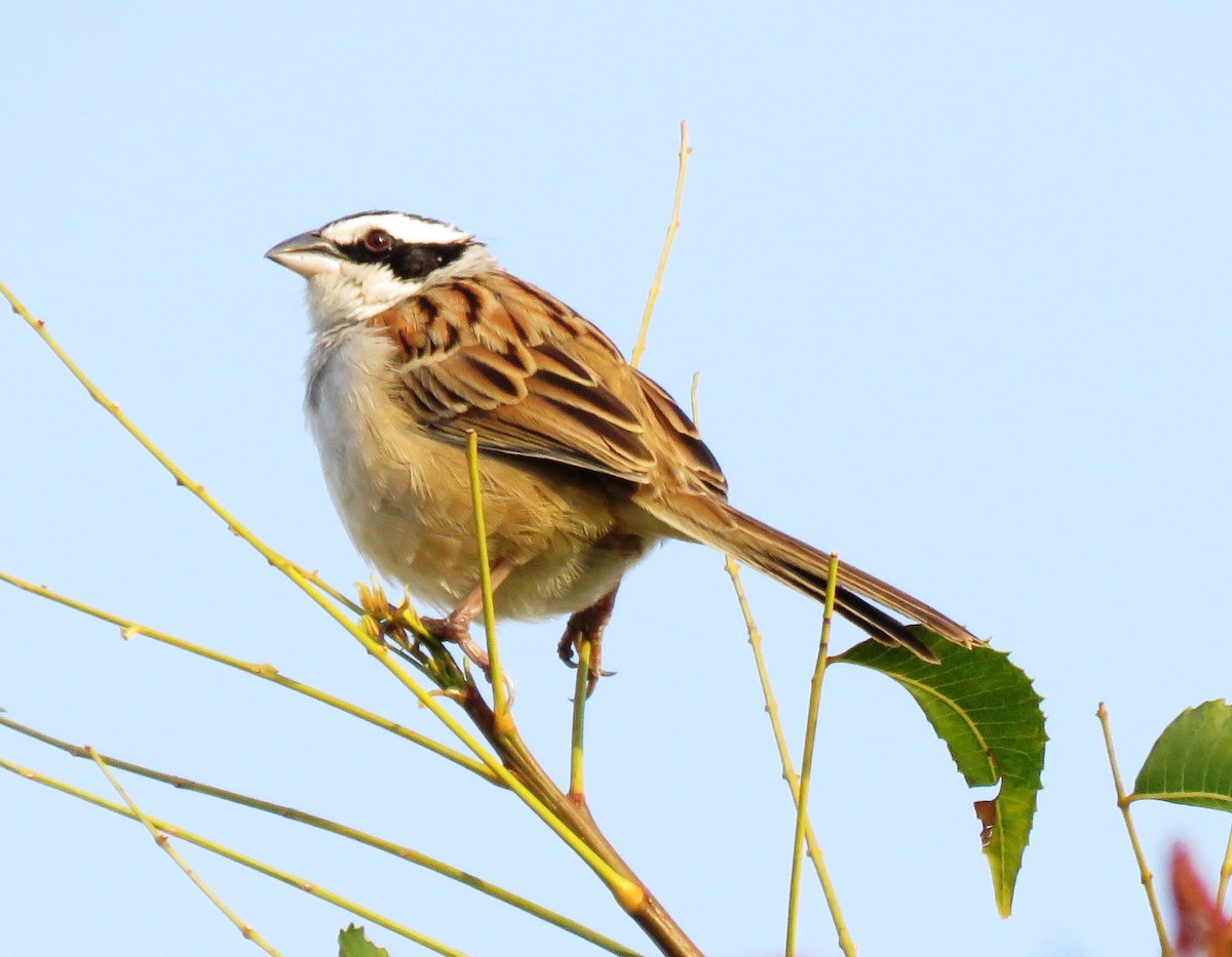 Stripe-headed Sparrow - ML544505681