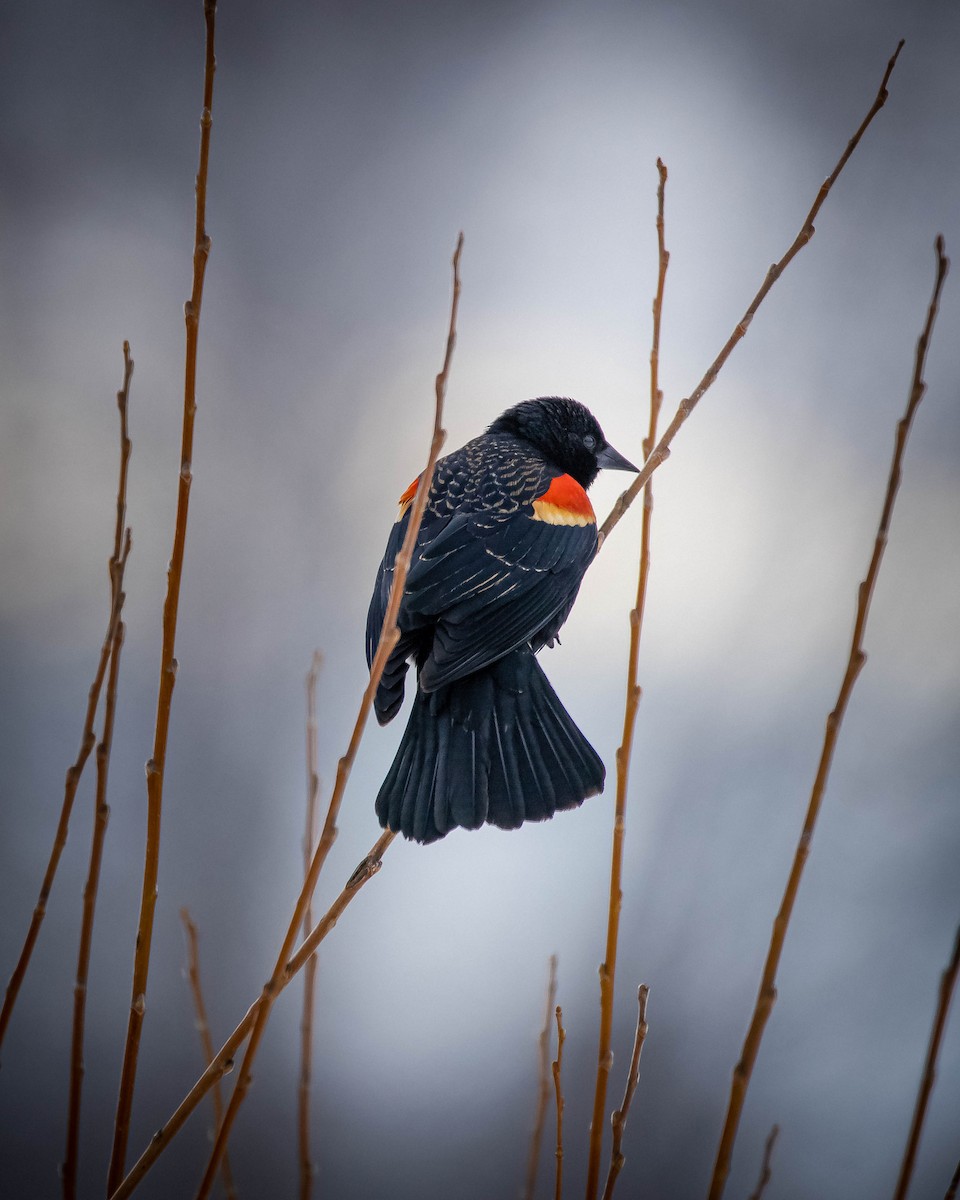 Red-winged Blackbird - ML544505971