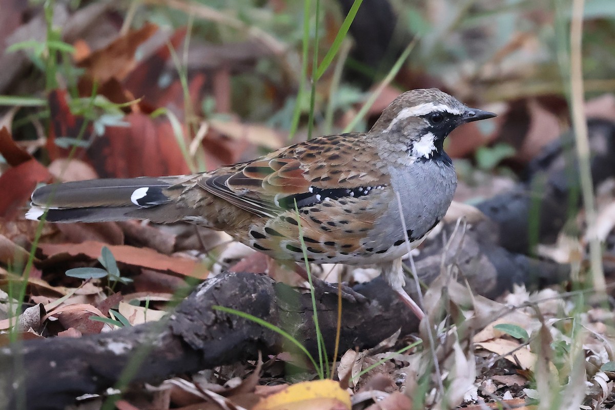 Spotted Quail-thrush - ML544506141