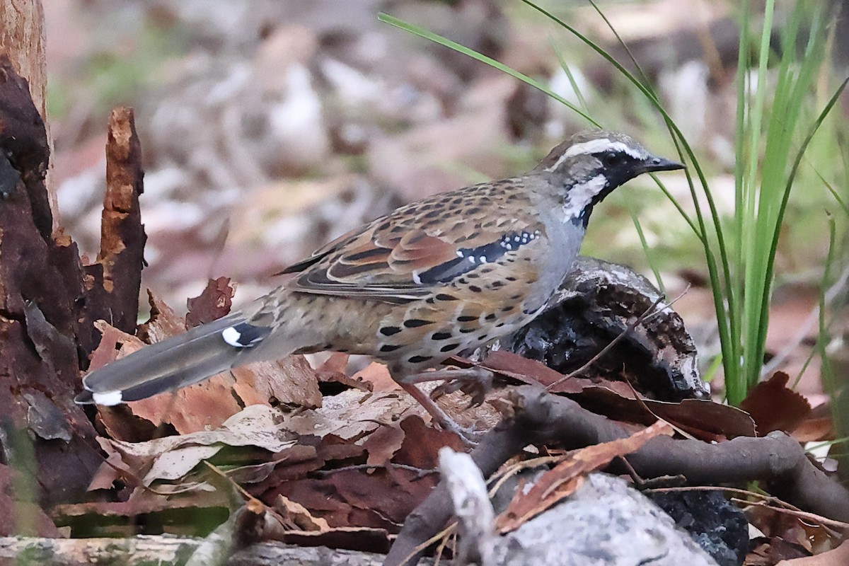 Spotted Quail-thrush - ML544506181