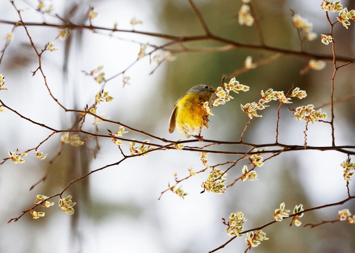 Nashville Warbler - ML544506411