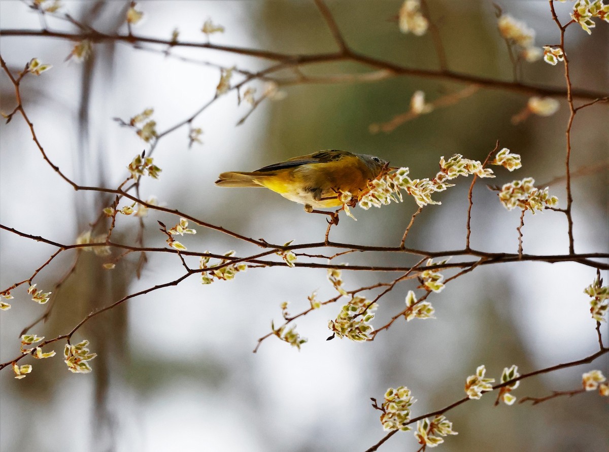 Nashville Warbler - ML544506421