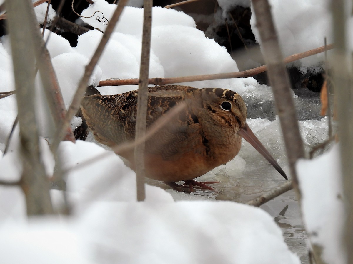 American Woodcock - ML544506591