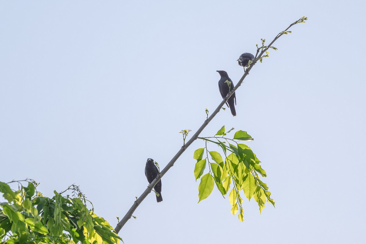 Asian Glossy Starling - ML544507961