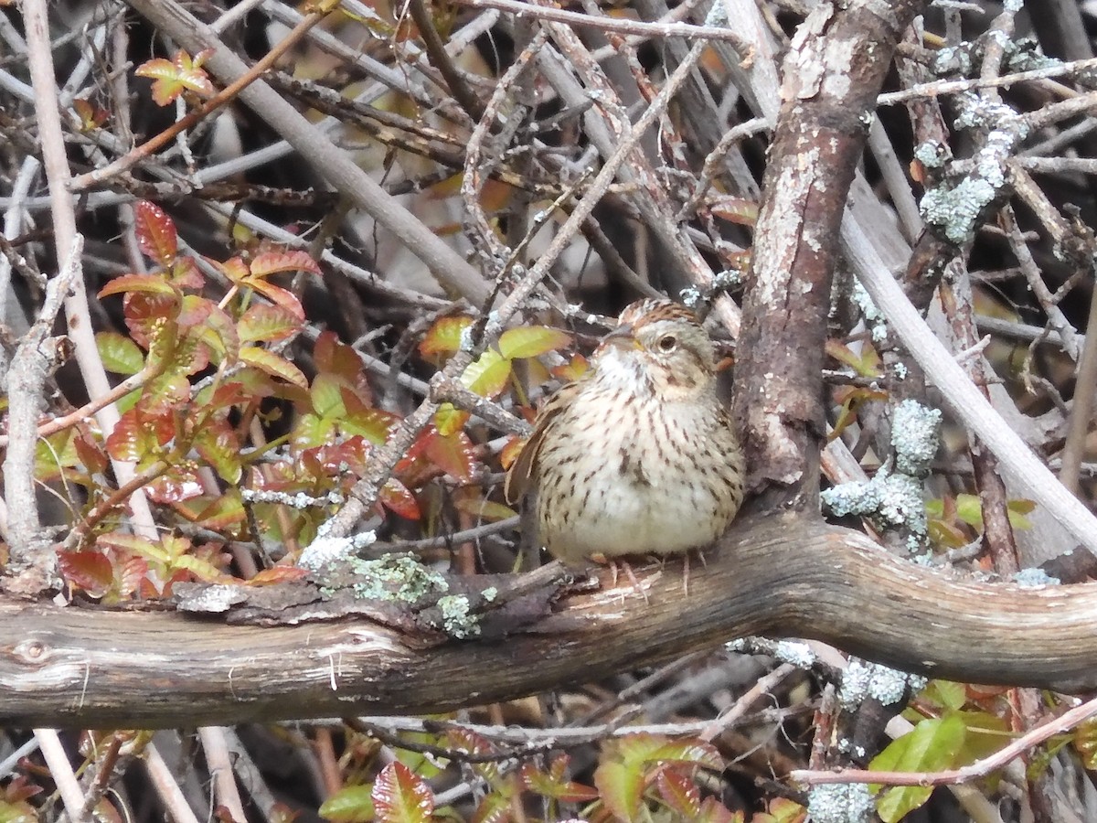 Lincoln's Sparrow - ML544508161