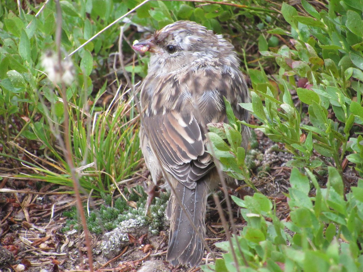 White-crowned Sparrow - ML544508611