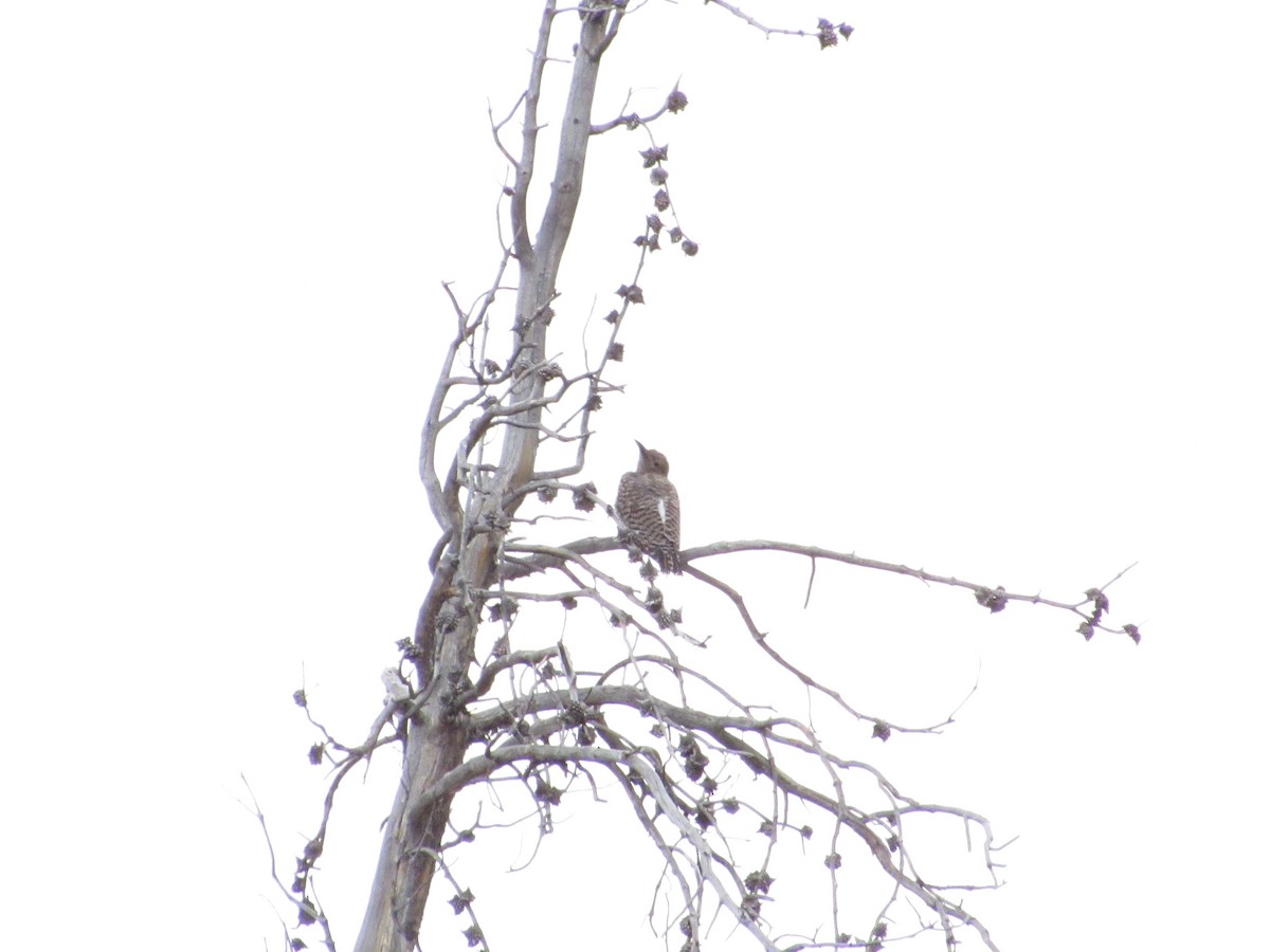 Northern Flicker - ML544508641