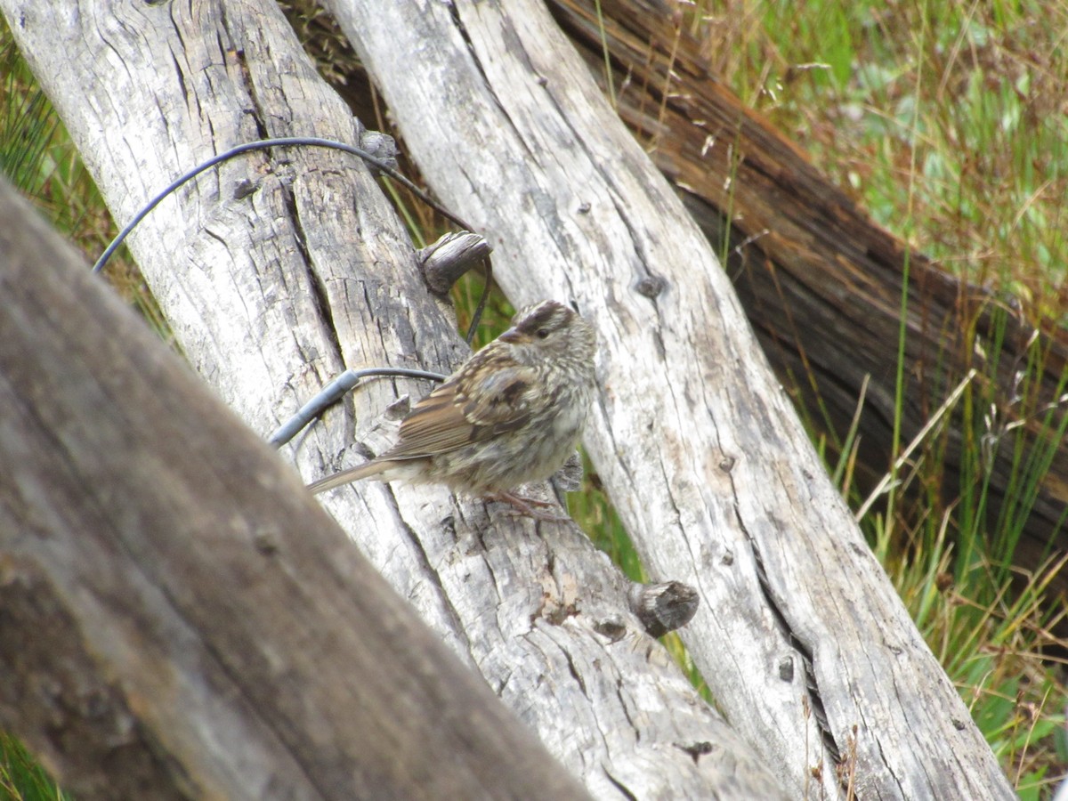 White-crowned Sparrow - ML544508681