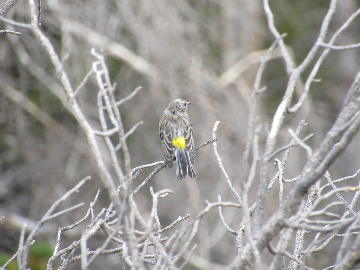 Yellow-rumped Warbler - Dana Sterner