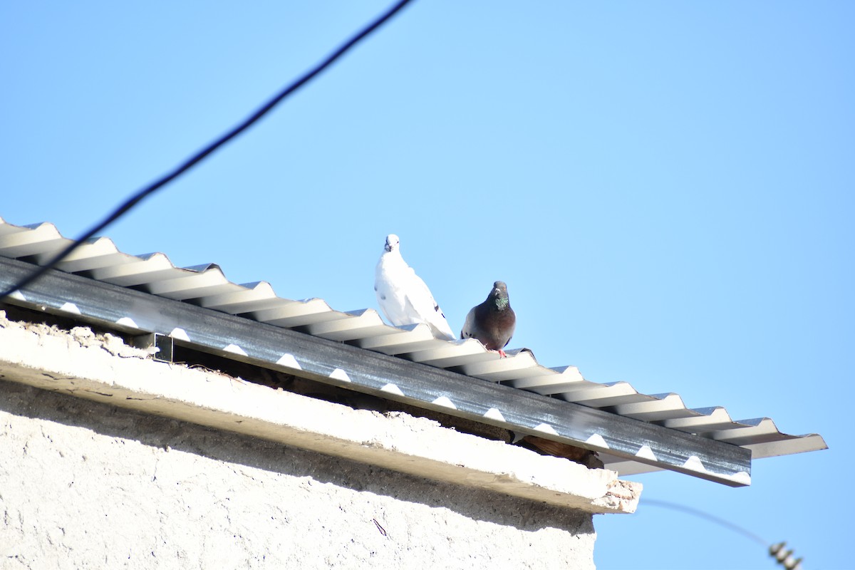 Rock Pigeon (Feral Pigeon) - ML544509311