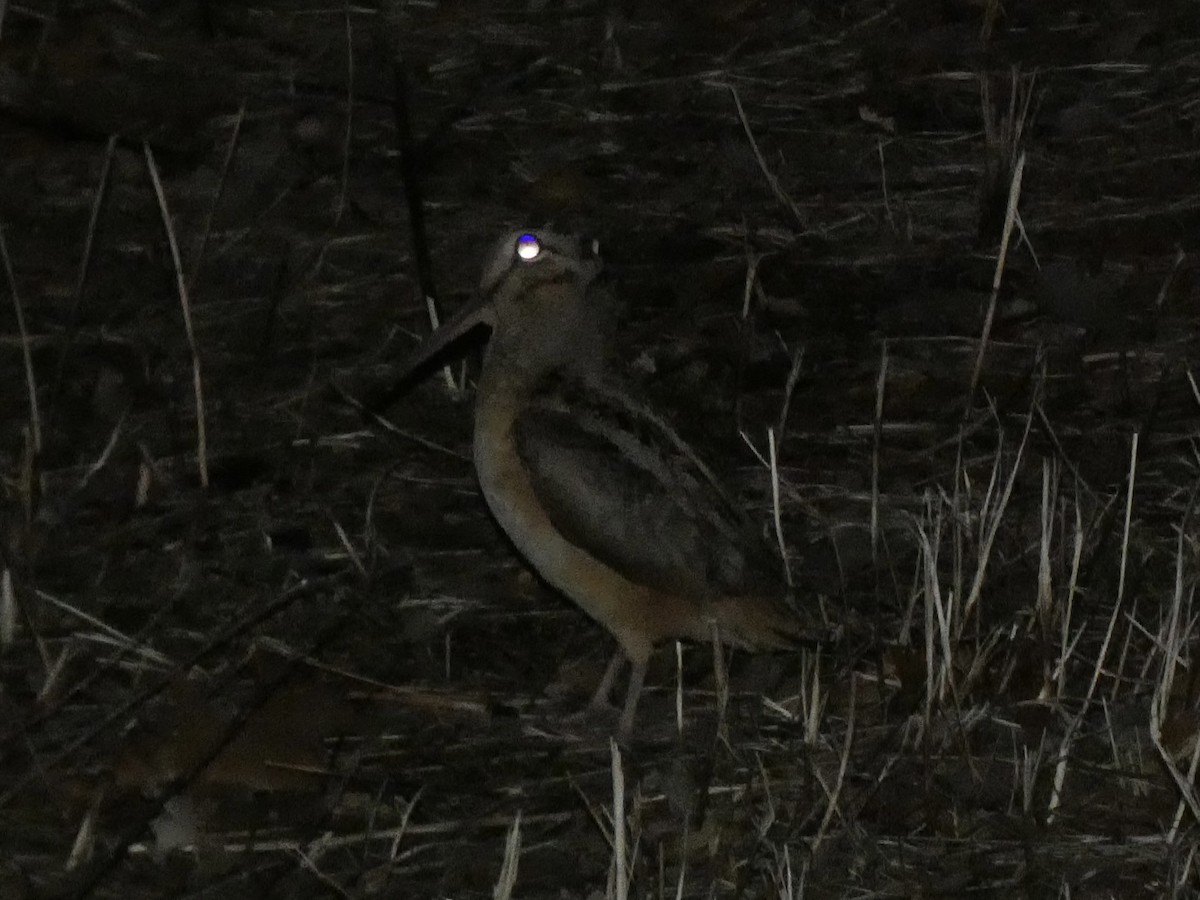 American Woodcock - ML544509911