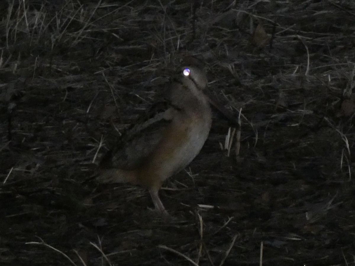 American Woodcock - ML544509921