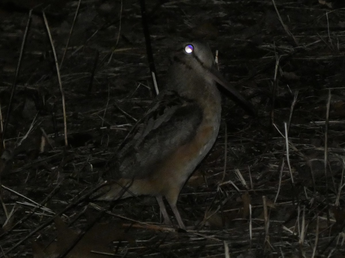 American Woodcock - ML544509931