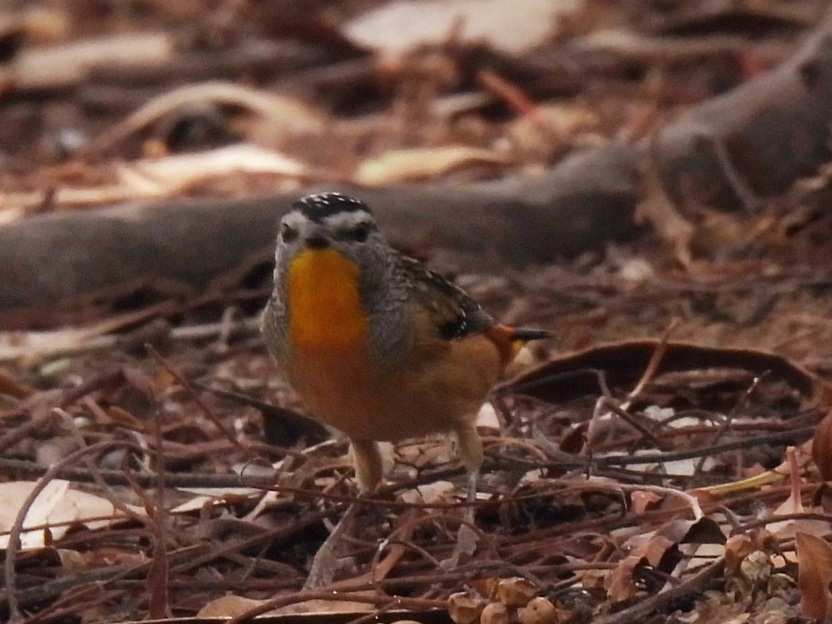 Spotted Pardalote - ML544510331