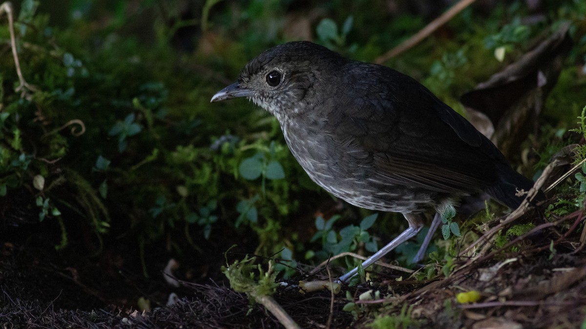 Cundinamarca Antpitta - Jacob Drucker