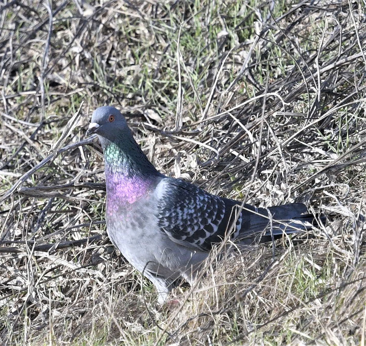 Rock Pigeon (Feral Pigeon) - ML544510921