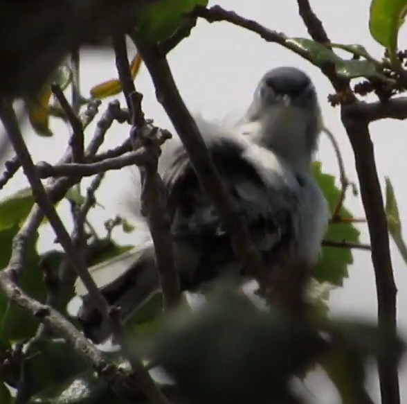 Blue-gray Gnatcatcher - ML544511271