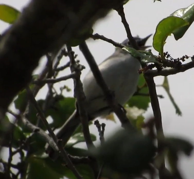 Blue-gray Gnatcatcher - ML544511291