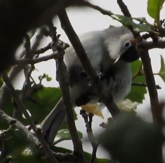 Blue-gray Gnatcatcher - ML544511301