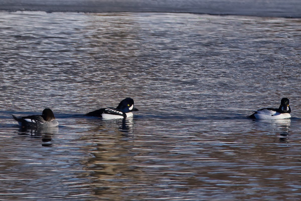 Barrow's Goldeneye - ML544511881