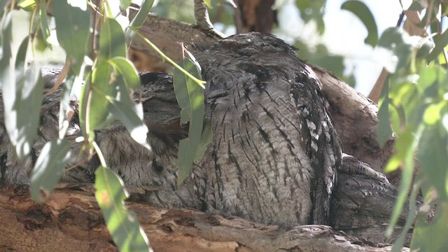 Tawny Frogmouth - ML544512971